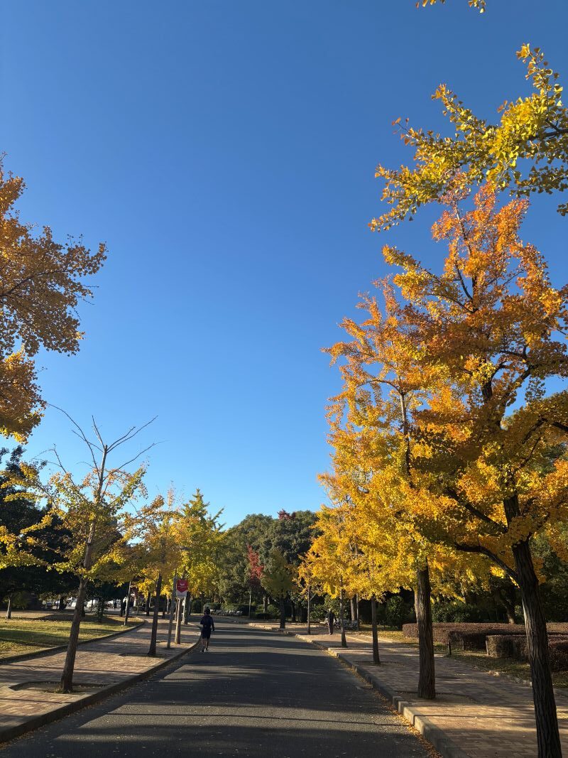 公園の葉もすっかり色づきました